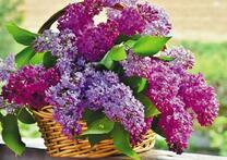 Плетеная корзинка с букетом сирени