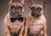 Два милых бульдога