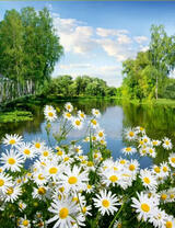 Ромашечки на фоне лесного озера