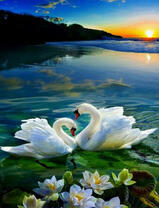 Восходящее солнце над лебединым озером