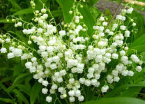 Нежный кустик ландышей