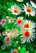 Нежные ромашки под лучами солнца