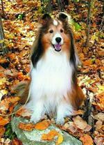 Милая собака в осенней листве