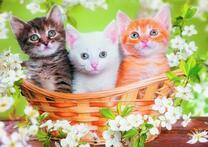 Три котенка в корзинке и весенний цвет яблони
