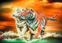 Бегущие по морю тигры