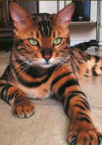 Тигровый котик