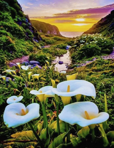 Белые каллы у морского берега