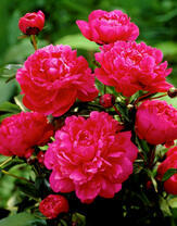 Сочные пионы на клумбе