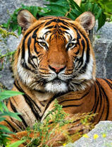 Огромный тигр на отдыхе