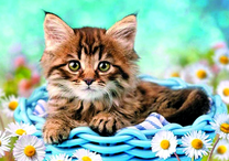 Полосатый котёнок в корзинке среди ромашек