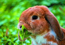 вислоухий кролик среди травы