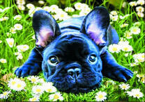 Милый французский бульдожек