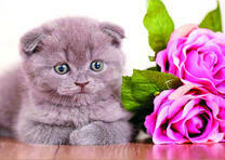 Вислоухий котёнок и розовые розы