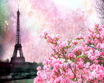 Нежно-розовые цветочки на фоне Эйфелевой башни