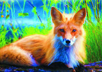 Худощавая рыжая лиса