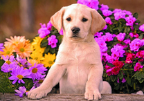 Подросший щенок лабрадора в саду