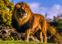 Лев на прогулке