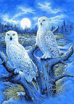 Две совы на фоне ночного озера