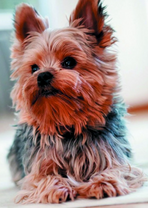 Красивая собачка