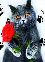 Серый кот с красной розой