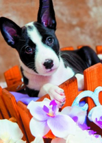 Милый щенок Стаффорда