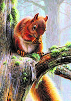 Белочка на ветке