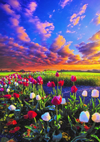 Красота тюльпанов на закате дня