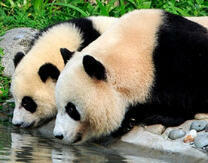 пушистые панды на водопое