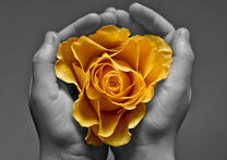 Желтая роза в руках