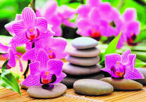 Ярко-розовые орхидеи и камни