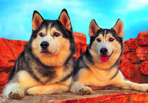 Две собаки породы хаски на отдыхе