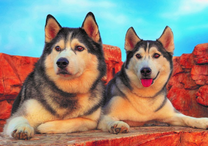 Пушистые хаски на отдыхе