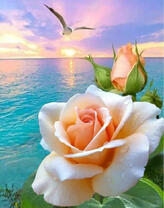 Чайная роза на фоне моря