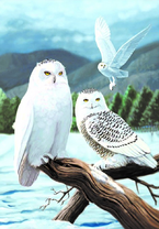 Белые совы над озером