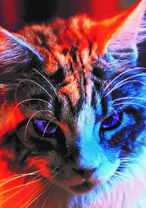 Грозный кот