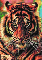 Усатый тигр