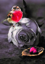 Красногрудая птичка на бледной розе