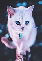 Белая голубоглазая кошечка