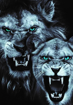 Разъярённые лев и львица