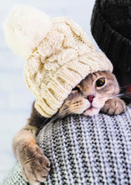 Милый котик в шапке на хозяйском плече