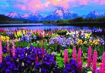 Поляна цветущих люпинов у озера