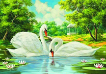 Пара белых лебедей в летней день