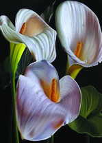 Бархатные белые каллы