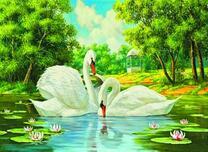 Белые лебеди на небольшом озере с лотосами