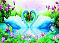 Лебеди образуют сердце на весеннем озере