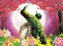 Два зелёных павлина под весенней луной