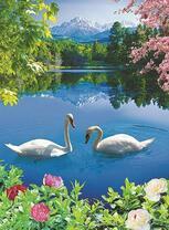 Пара белых лебедей на зеркальном озере у горы