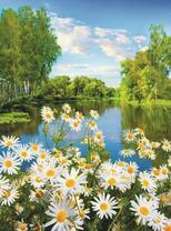 Цветущие ромашки на берегу лесной реки