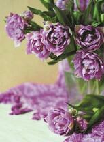 Букет фиолетовых розоподобных тюльпанов
