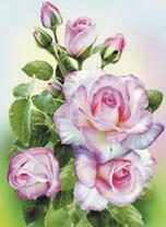 Капельки росы на розовых розочках